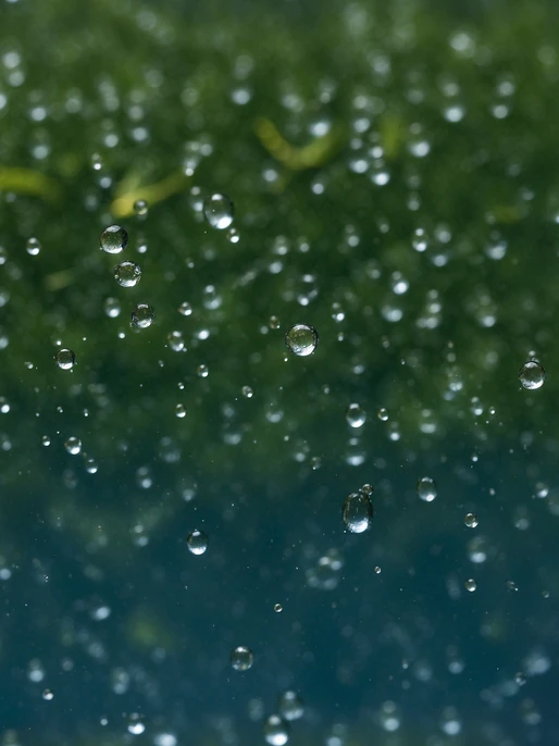 Rain Drops Close-Up Image