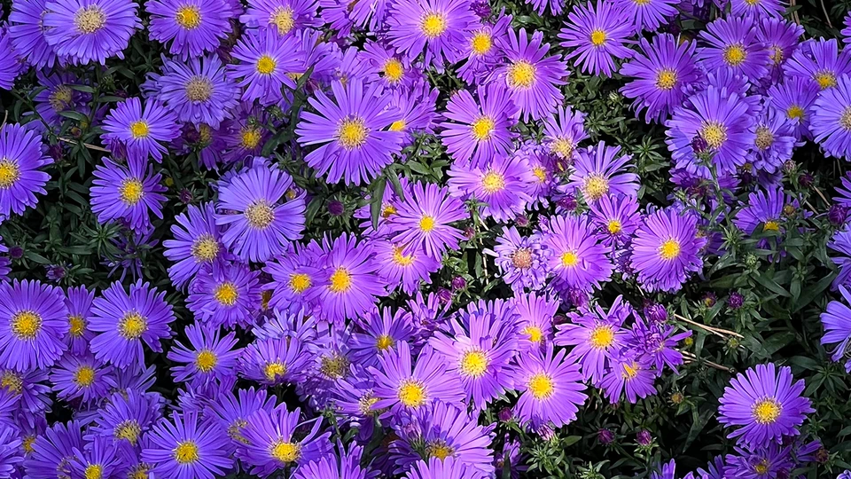 Purple Asters Background 