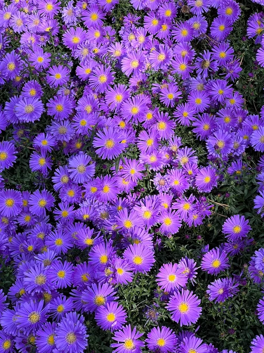 Purple Asters Background 