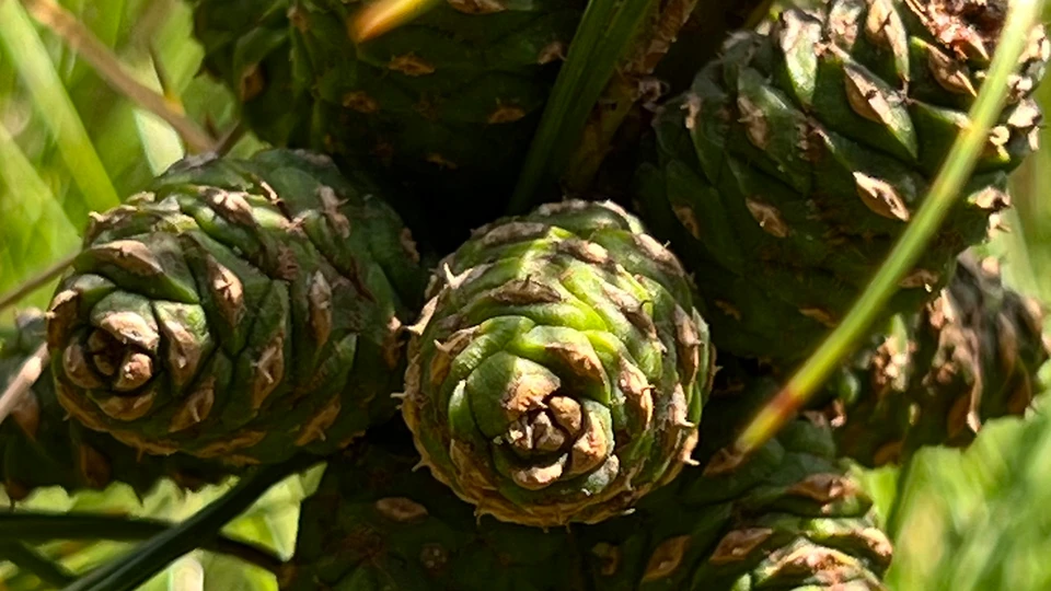 Pine Tree Cone Photo