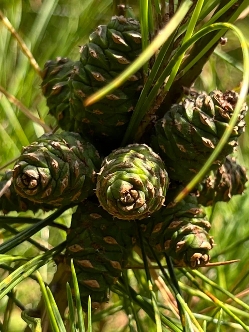 Pine Tree Cone Photo