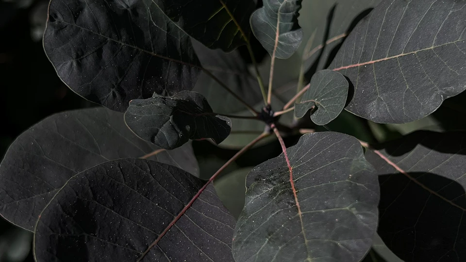 Dark-Green Leaves Screen