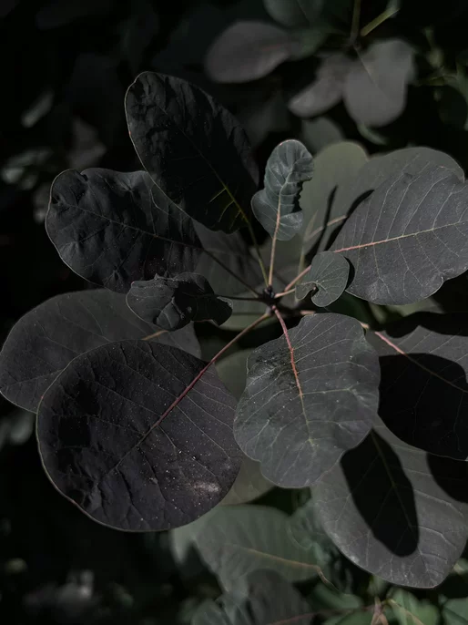 Dark-Green Leaves Screen