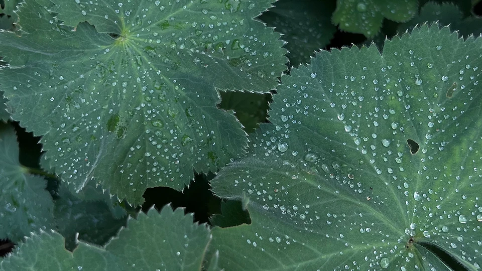 Green Leaves With Drops
