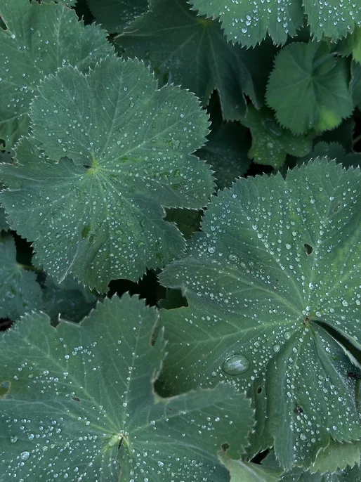 Green Leaves With Drops