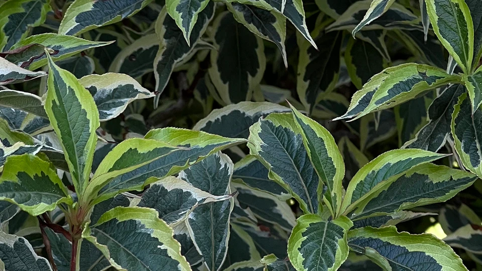 Close-Up Leaves Wallpaper