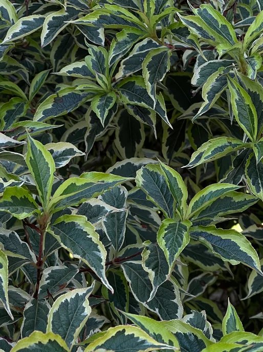 Close-Up Leaves Wallpaper