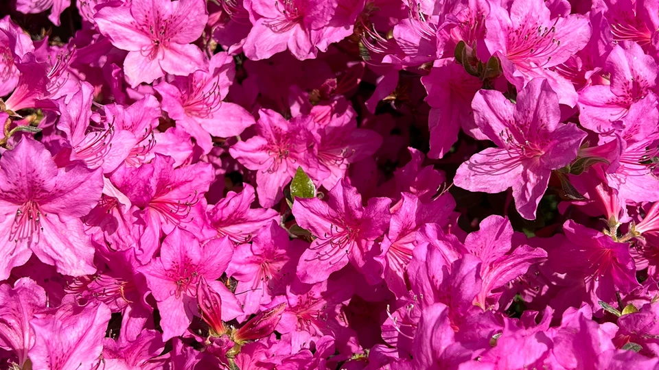 Pink Lily Flowers Screen