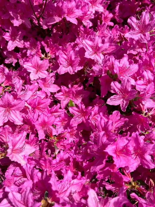 Pink Lily Flowers Screen