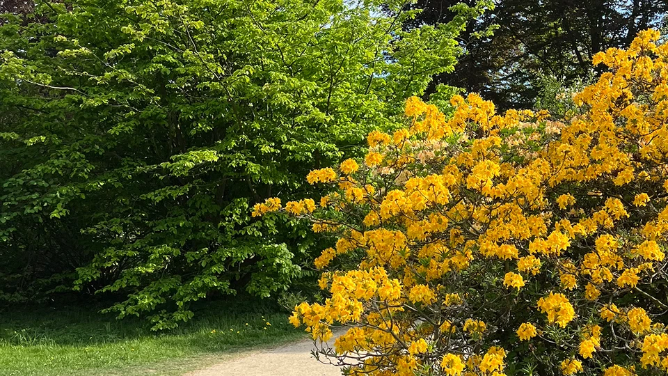 Yellow Blossom Park Bush