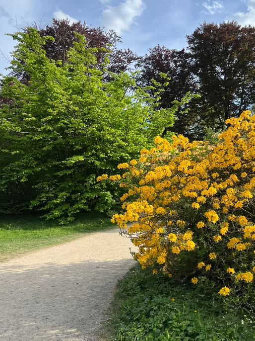 Yellow Blossom Park Bush