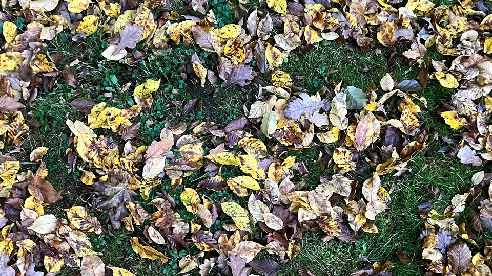Fall Leaves On Grass