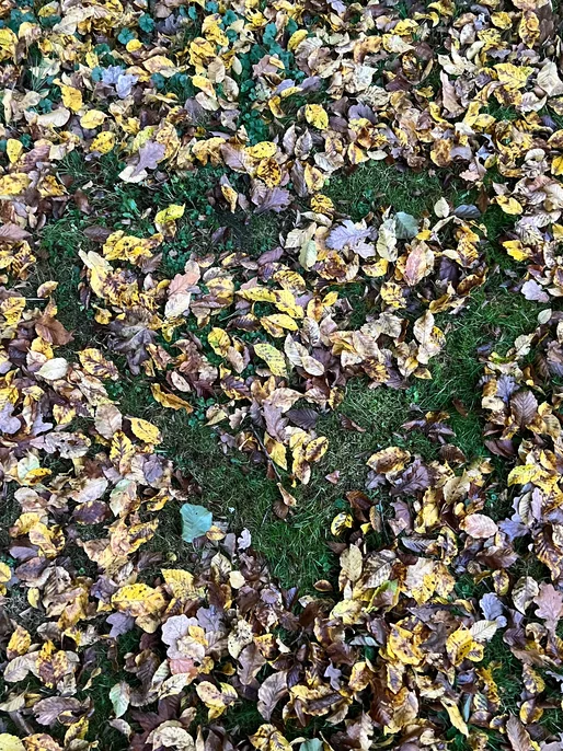 Fall Leaves On Grass