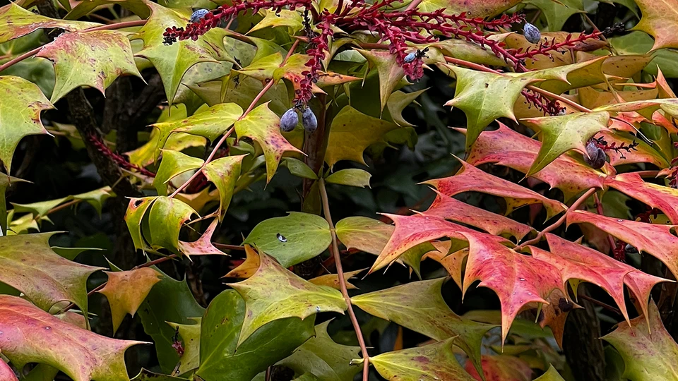 Autumn Bush Leaves Screen 