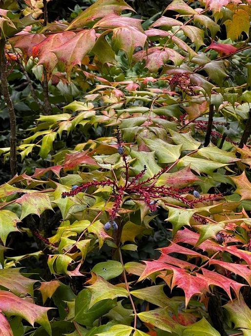 Autumn Bush Leaves Screen 