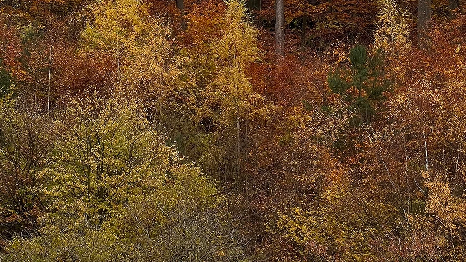 Autumn Forest From Height 