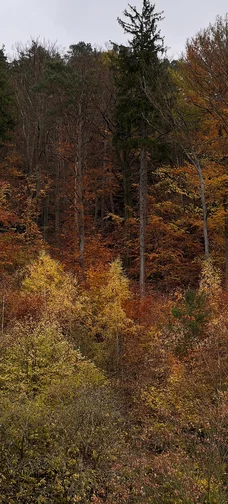 Autumn Forest From Height 