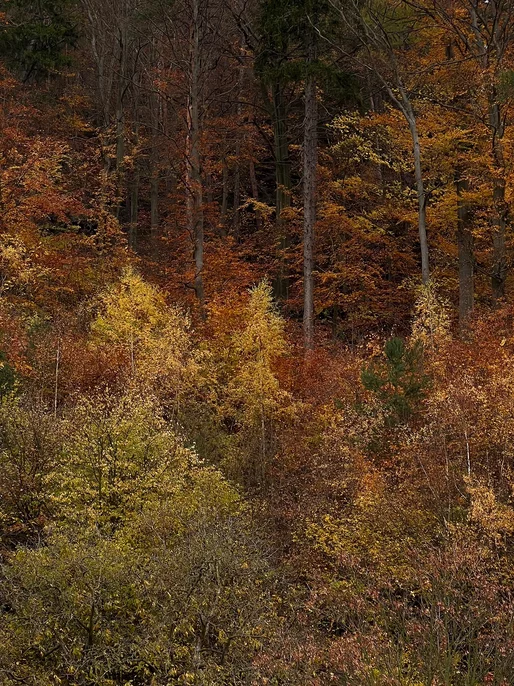 Autumn Forest From Height 