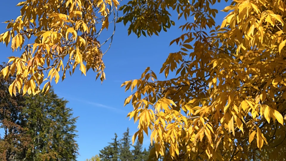 Autumn Leaves Branches Emage
