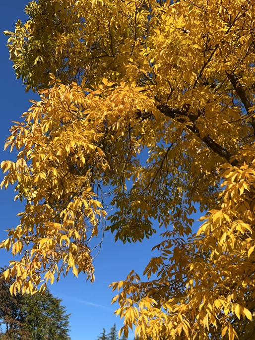 Autumn Leaves Branches Emage