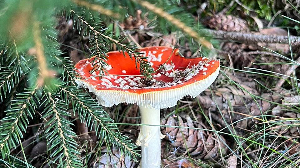 Vivid Mushroom Screen Background