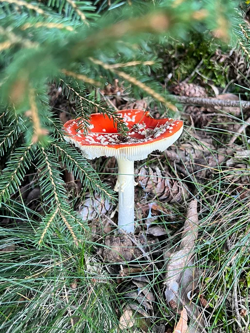 Vivid Mushroom Screen Background