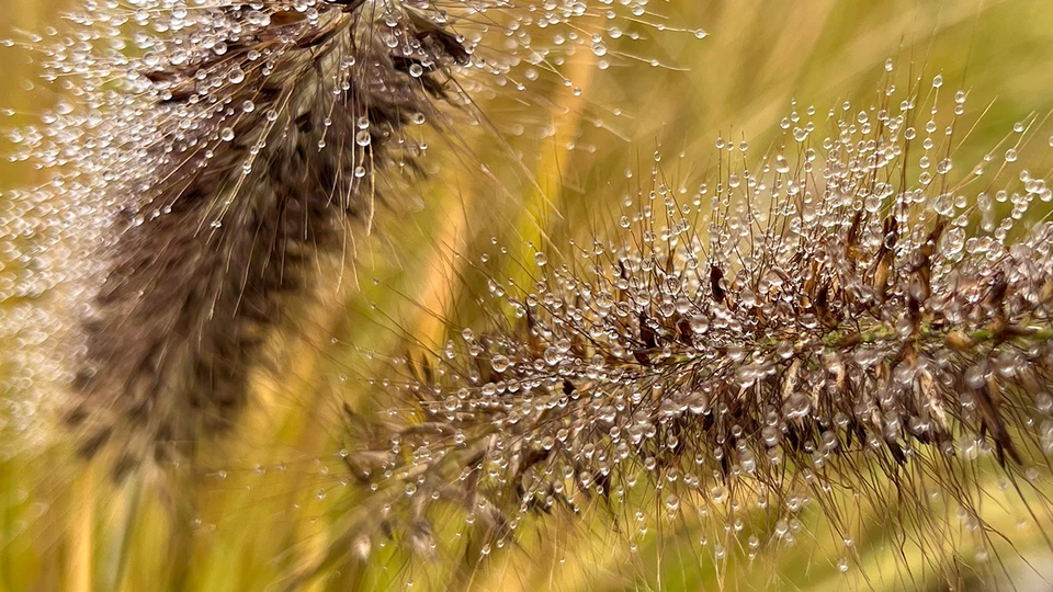 Dewy Grass Wallpaper HD