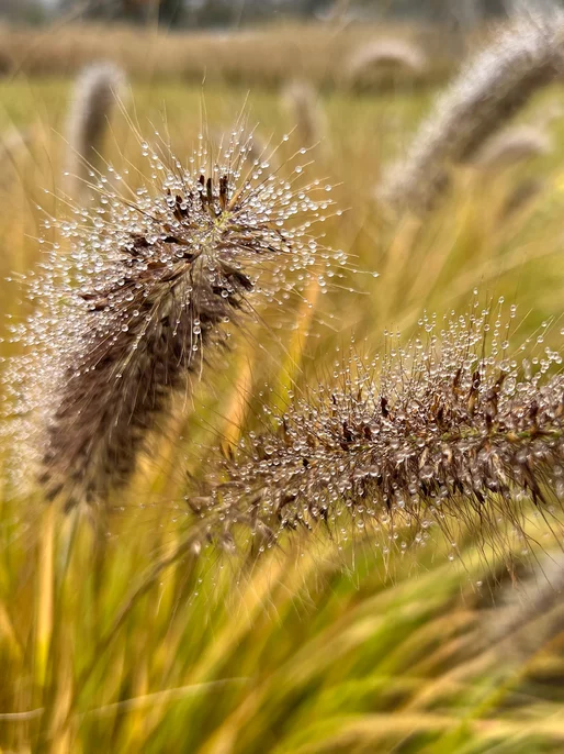 Dewy Grass Wallpaper HD