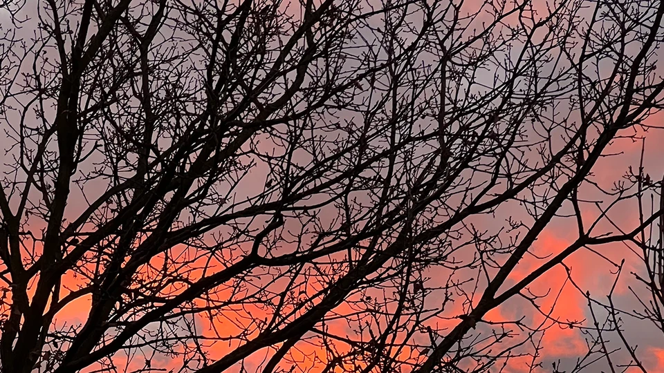 Sunset Branches Screen Image