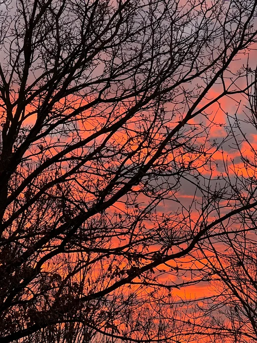 Sunset Branches Screen Image