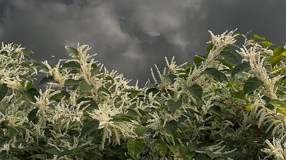 Stormy Sky Flower Wallpaper