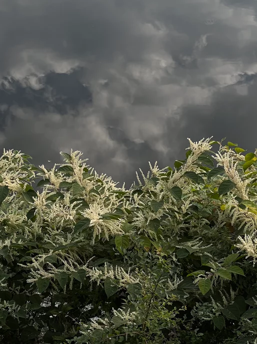 Stormy Sky Flower Wallpaper