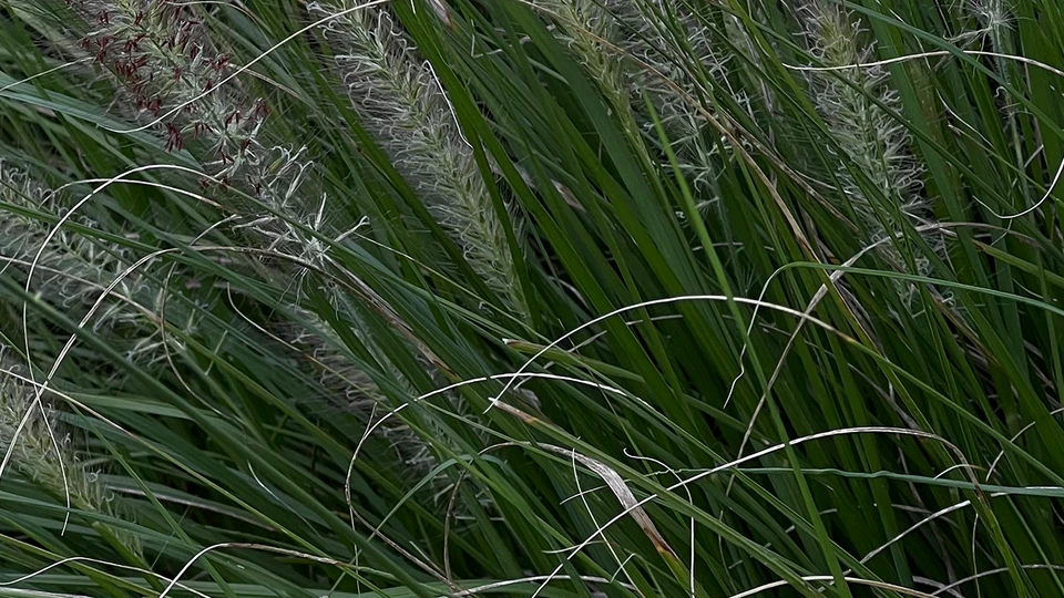Close-Up Grass Image