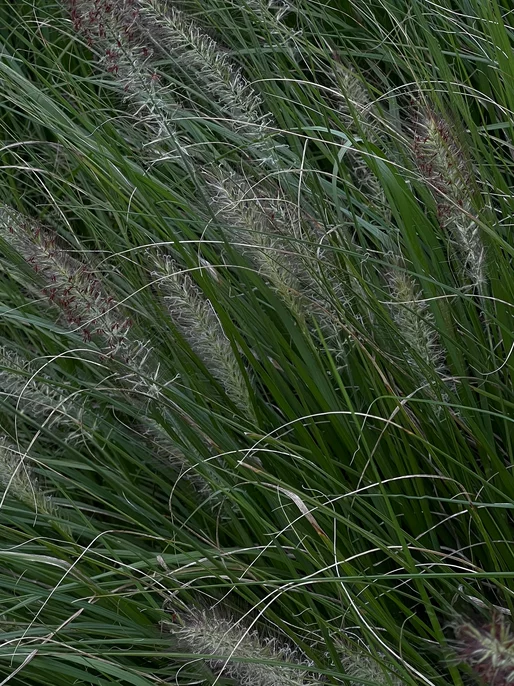 Close-Up Grass Image