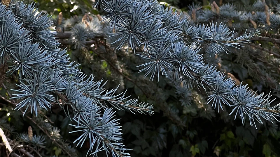 Pine Tree Branch Photo