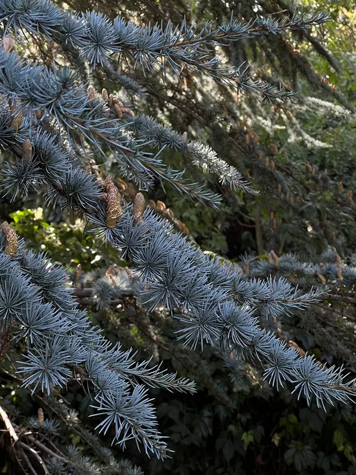 Pine Tree Branch Photo