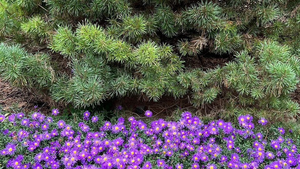 Aubrieta Blossoms Pine Tree