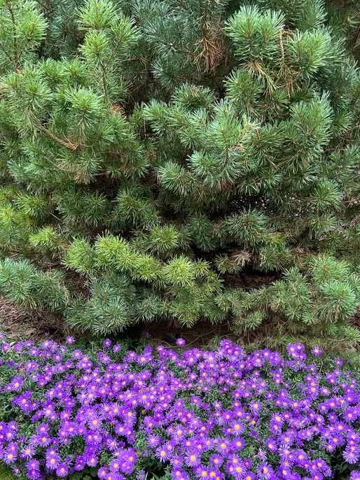 Aubrieta Blossoms Pine Tree