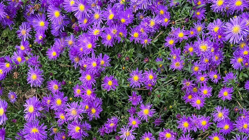 Purple Flowers Wallpaper 
