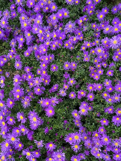 Purple Flowers Wallpaper 