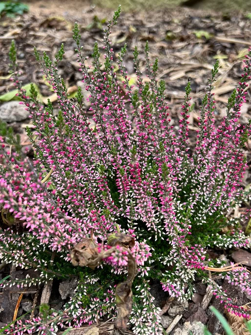Pink Flowers Photo 