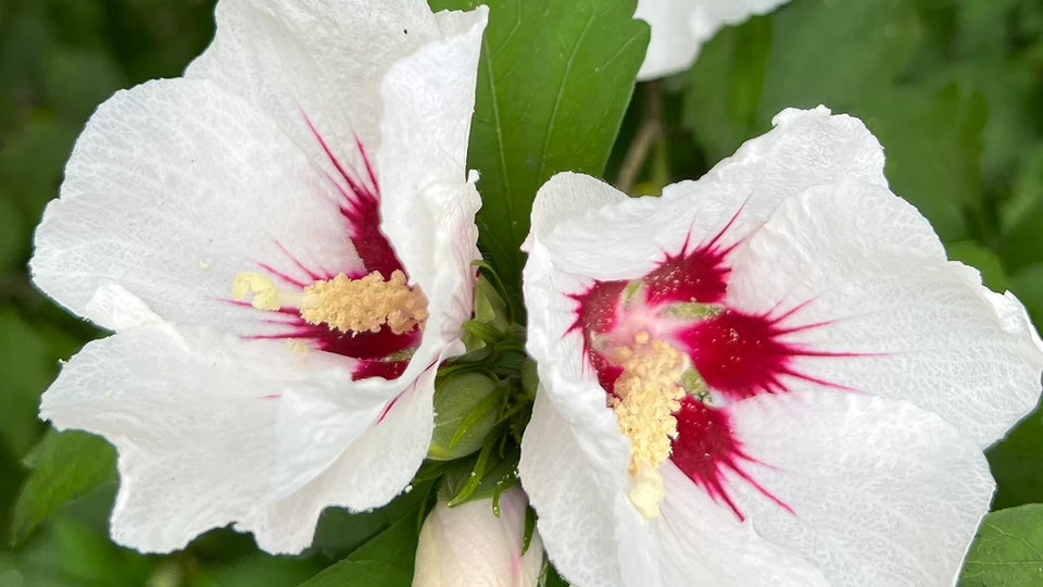 White Flower In Close-up