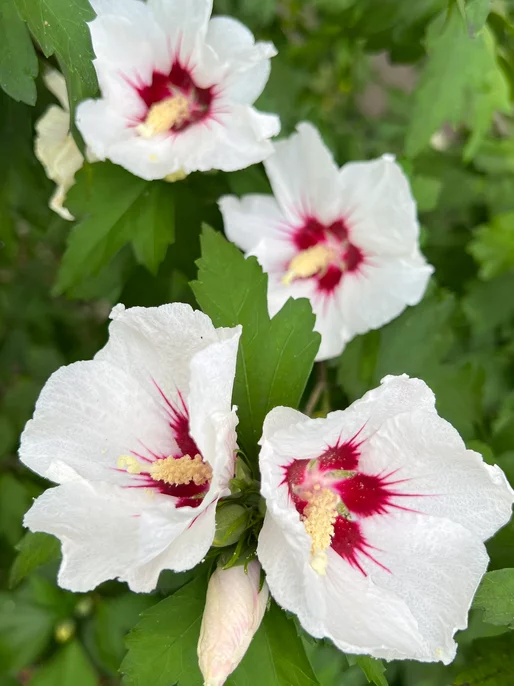 White Flower In Close-up