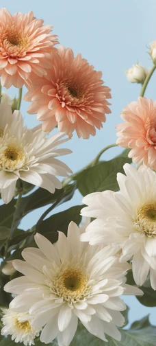 Pink & White  Flowers Background