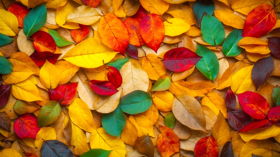 Vivid Autumn Leaves Image