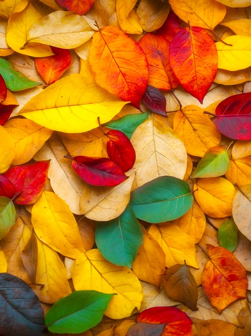 Vivid Autumn Leaves Image