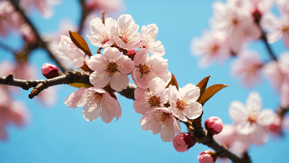 Cherry Blossoms Nature Wallpaper