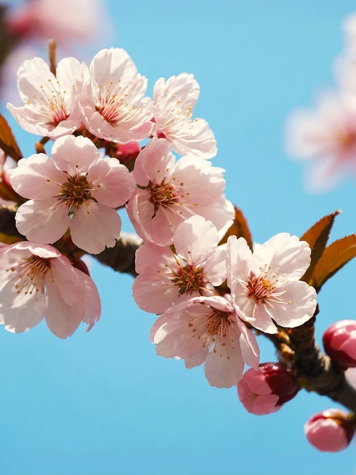 Cherry Blossoms Nature Wallpaper