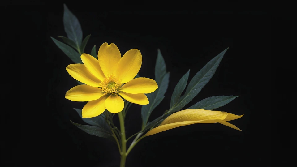 Yellow Flower Nature Screen Background