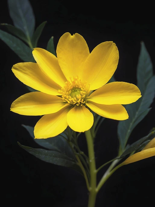 Yellow Flower Nature Screen Background